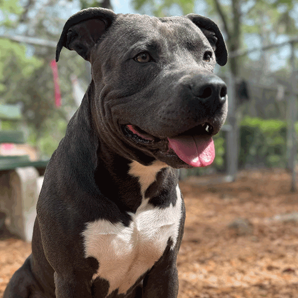A Gray and white dog sitting in the mulch with a smile and his tongue sticking out.