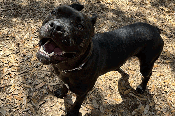 A black dog standing in the mulch with a smile looking up at the camera