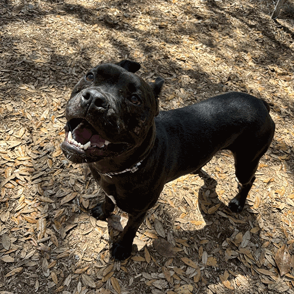 A black dog standing in the mulch with a smile looking up at the camera