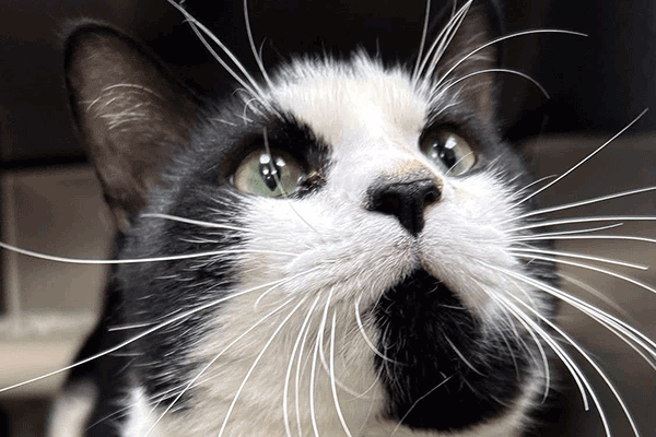 Black and white cat with hazel eyes looking up!