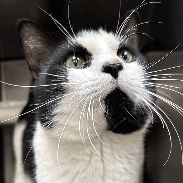 Black and white cat with hazel eyes looking up!
