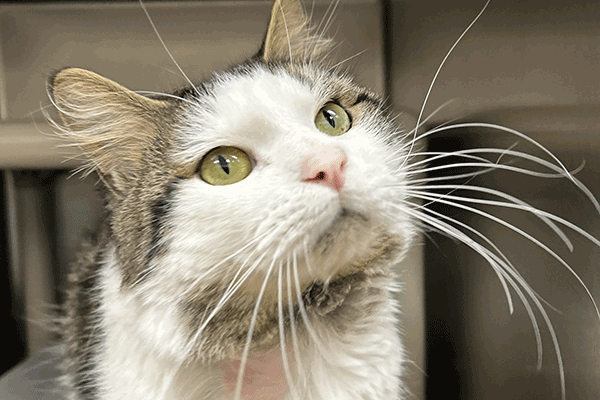 White and gray cat with hazel eyes looking up.