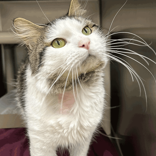 White and gray cat with hazel eyes looking up.