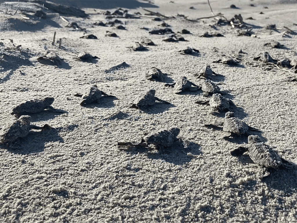 Many sea turtle hatchlings crawl over sand