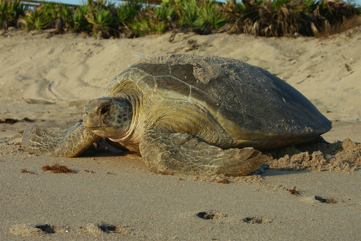 Adult green turtle crawling on a sandy beach, making its way back to the sea