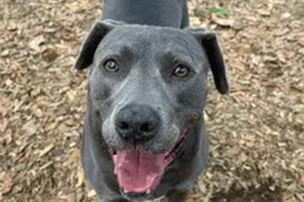 Gray dog standing in the mulch with a smile looking at the camera
