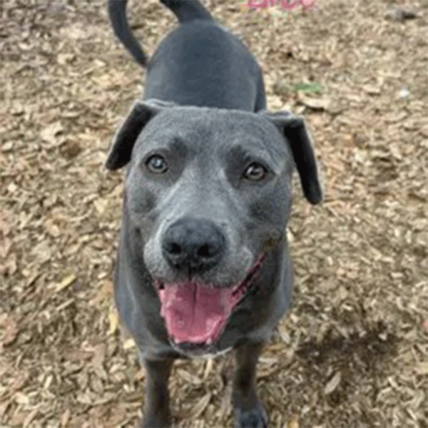 Gray dog standing in the mulch with a smile looking at the camera