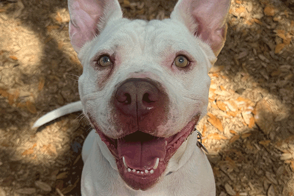 A white and red dog sitting in the mulch smiling in the camera.