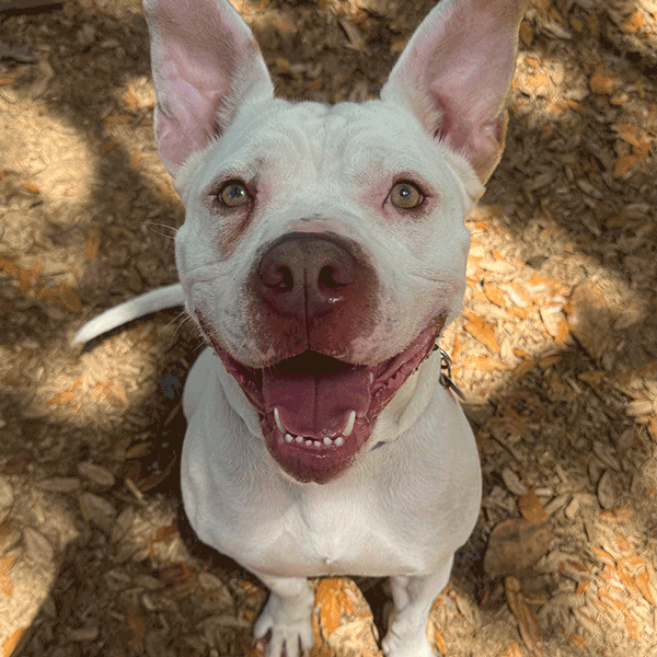 A white and red dog sitting in the mulch smiling in the camera.