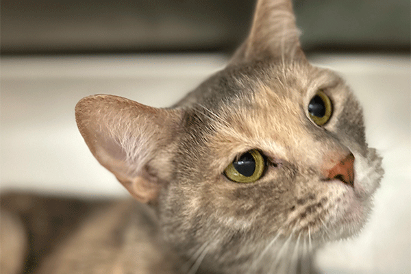 Tortoise Shell and gray cat with hazel eyes looking up!