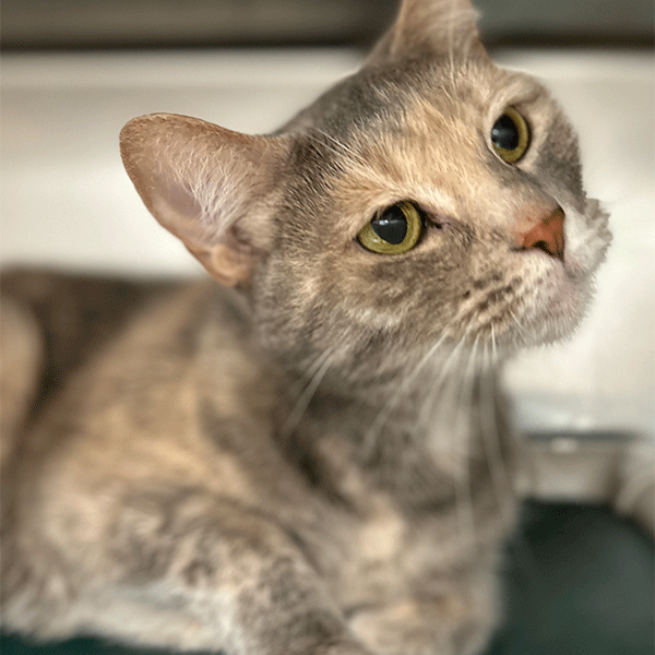 Tortoise Shell and gray cat with hazel eyes looking up!
