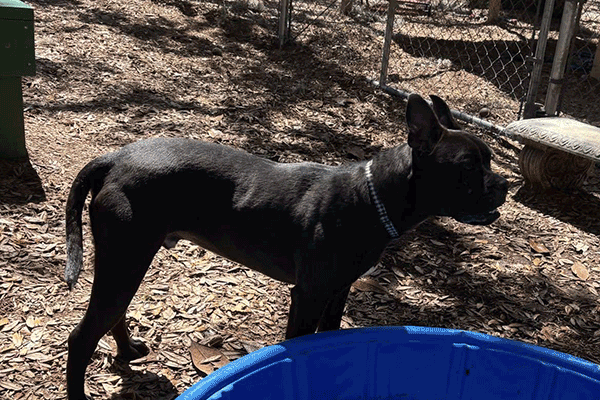 A black dog standing in the mulch next to a blue pool.