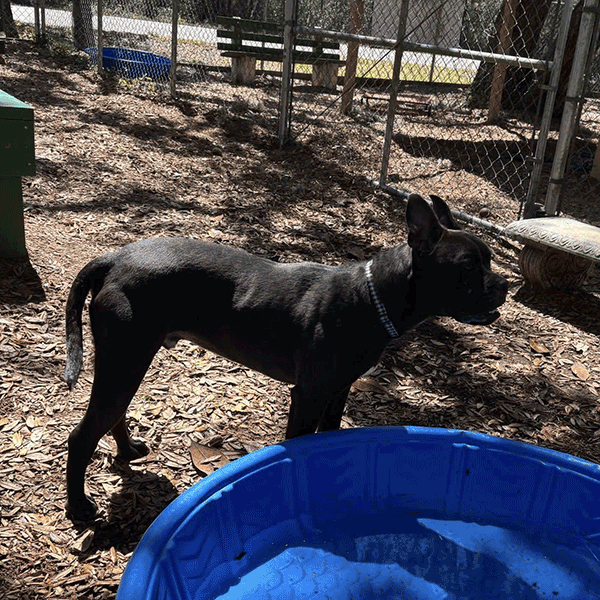 A black dog standing in the mulch next to a blue pool