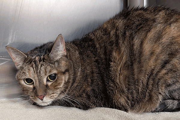 Brown Tortoise Shell with hazel eyes laying on a white towel
