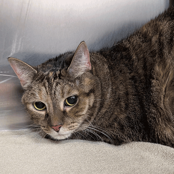 Brown Tortoise Shell with hazel eyes laying on a white towel