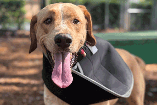 Atan and white dog wearing a black scarf smiling with his tongue hanging out