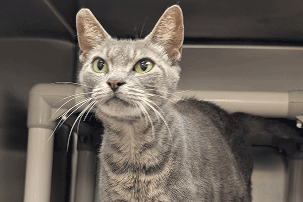A gray tabby cat with hazel eyes standing under a kuranda bed looking at the camera.