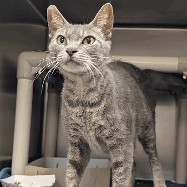 A gray tabby cat with hazel eyes standing under a kuranda bed looking at the camera.