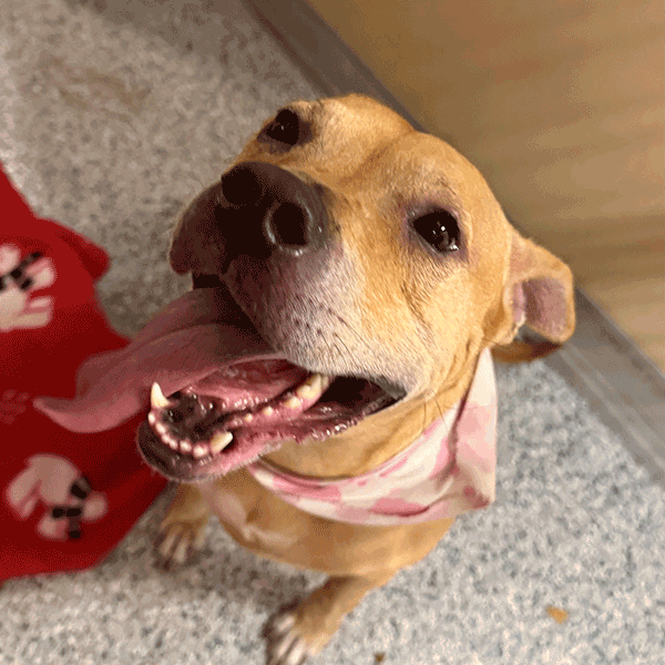 A tan & white dog wearing a pink and white scarf sitting down looking at the camera with her tongue hanging out.