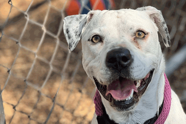 A white & black dog standing wearing a pink leash sitting near a chain-link fence smiling at you.