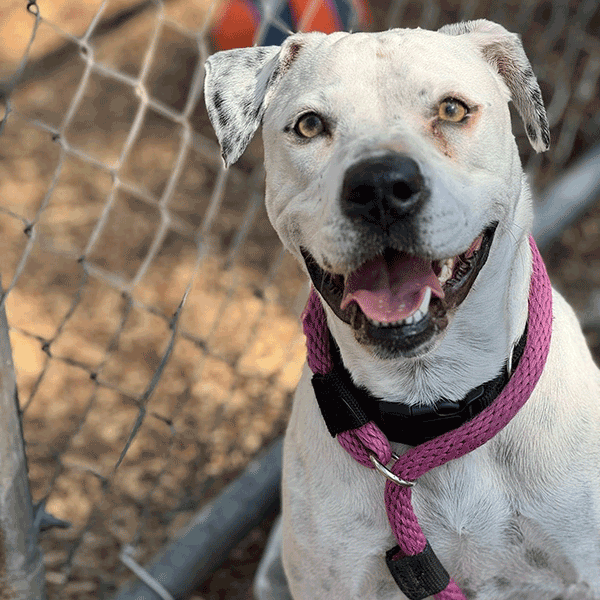 A white & black dog standing wearing a pink leash sitting near a chain-link fence smiling at you.
