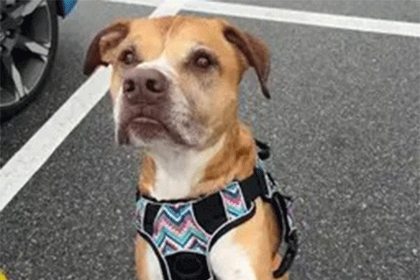 A tan & White dog wearing a multi-color harness with his paw up for a handshake looking at the camera.