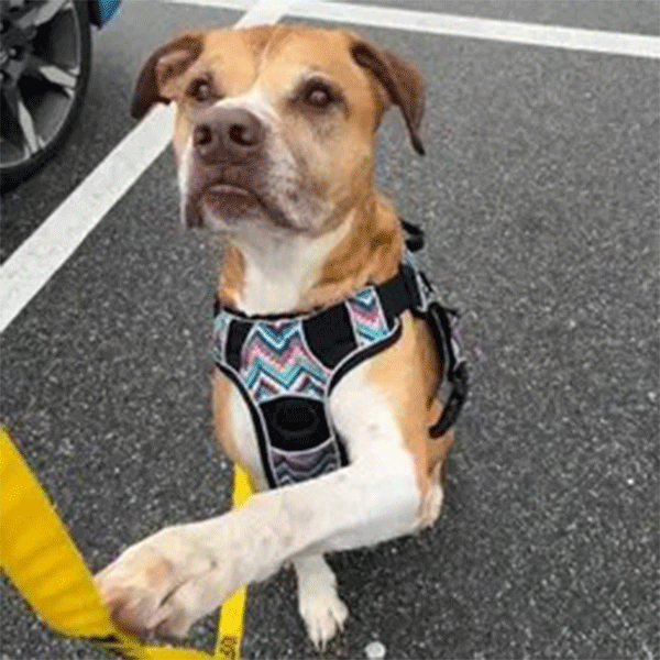 A tan & White dog wearing a multi-color harness with his paw up for a handshake looking at the camera.