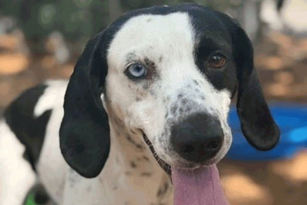 A white & black dog standing on a green bench with his tongue hanging out.