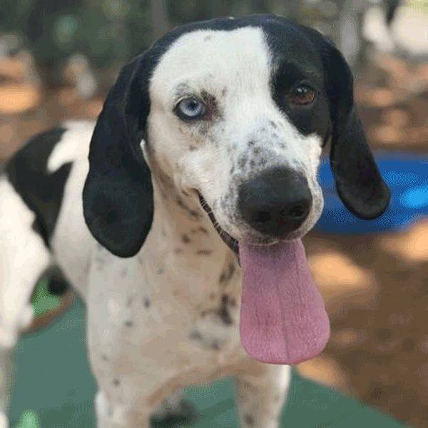 A white & black dog standing on a green bench with his tongue hanging out.