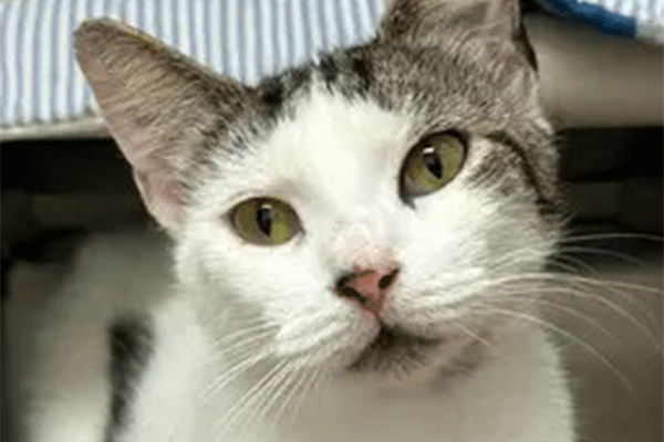 . A white & Brown tabby cat with hazel eyes standing under abed with a blue and white striped towel looking in the camera.