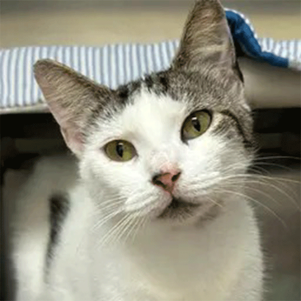 . A white & Brown tabby cat with hazel eyes standing under abed with a blue and white striped towel looking in the camera.