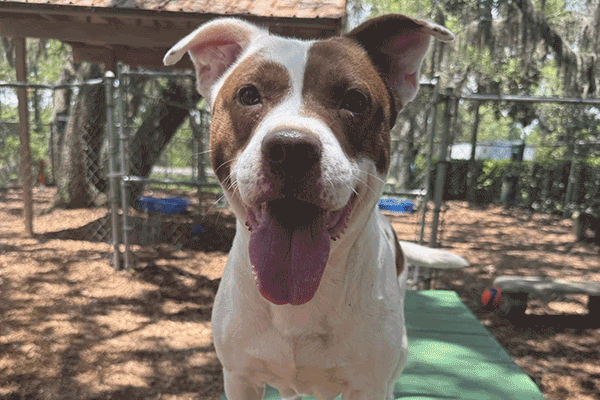 A white & brown dog standing on a green bench with her tongue hanging out.