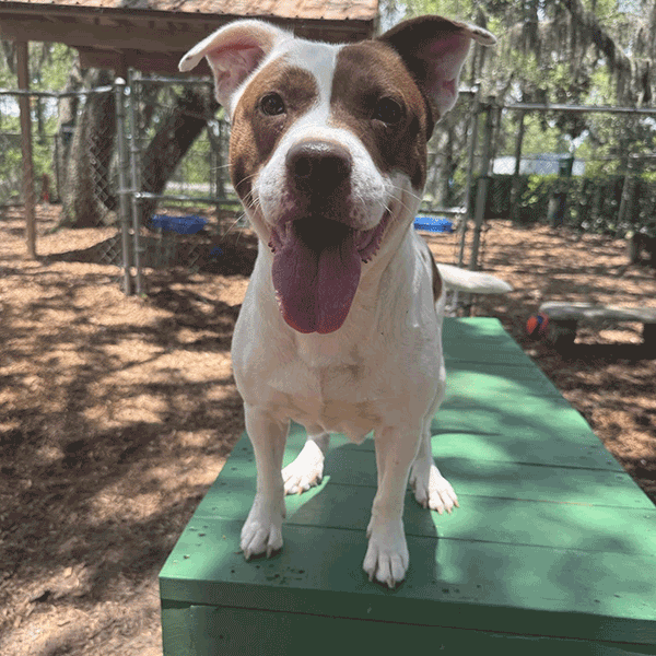 A white & brown dog standing on a green bench with her tongue hanging out.