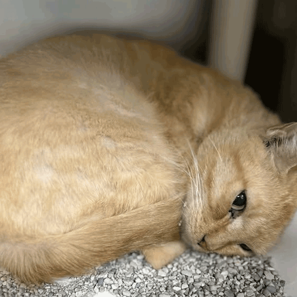 An orange and white tabby cat with hazel eyes laying down all curled up.