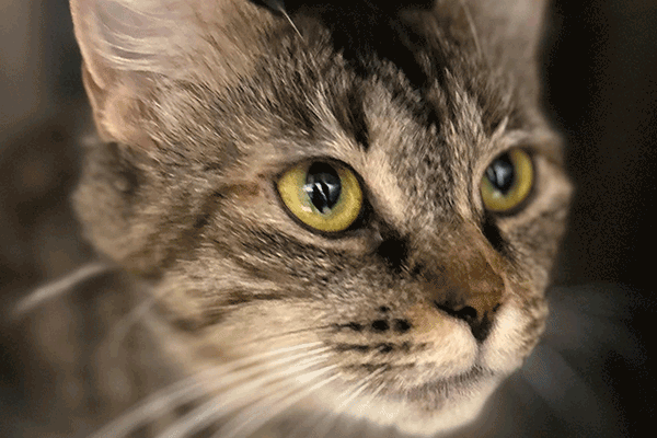 A brown tabby cat with hazel eyes laying down looking at someone.