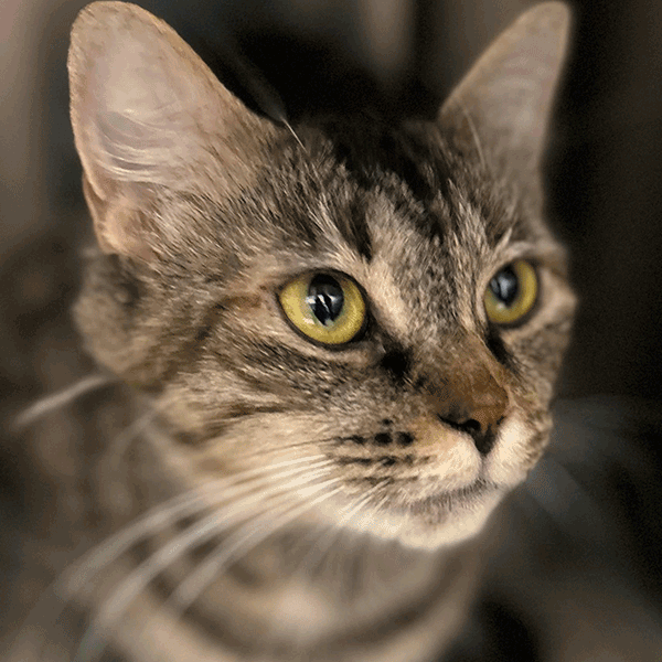 A brown tabby cat with hazel eyes laying down looking at someone.