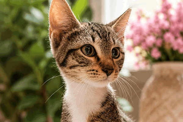 A tan and white tabby cat sitting on a white fluffy blanket next to a vase with pink flowers looking away.