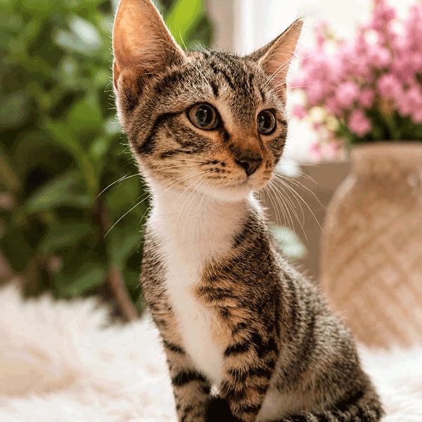 A tan and white tabby cat sitting on a white fluffy blanket next to a vase with pink flowers looking away.