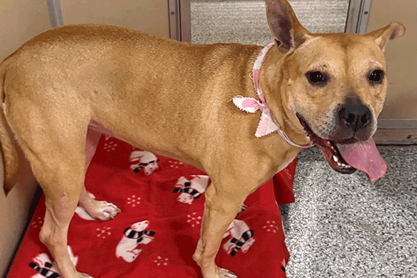 A tan dog wearing a pink and white scarf standing on a red and white polar bear blanket with her tongue hanging out.