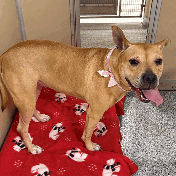 A tan dog wearing a pink and white scarf standing on a red and white polar bear blanket with her tongue hanging out.