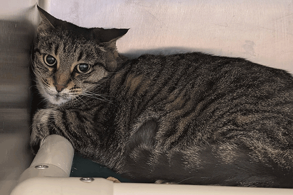 A brown tabby cat with hazel eyes laying down on bed looking in the camera.