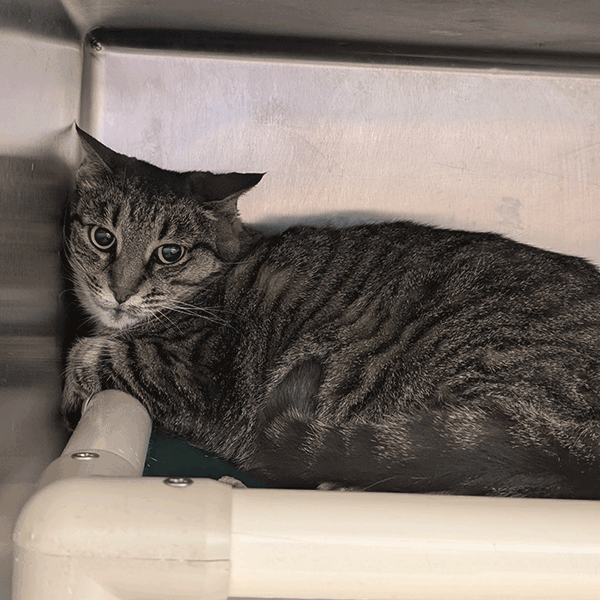 A brown tabby cat with hazel eyes laying down on bed looking in the camera.