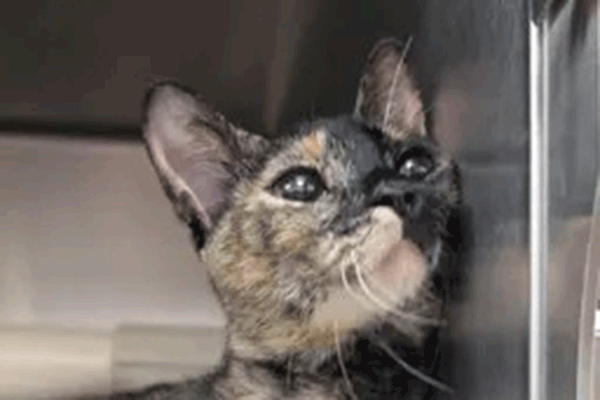 A tortoise shell cat leaning on the side of her metal cage.