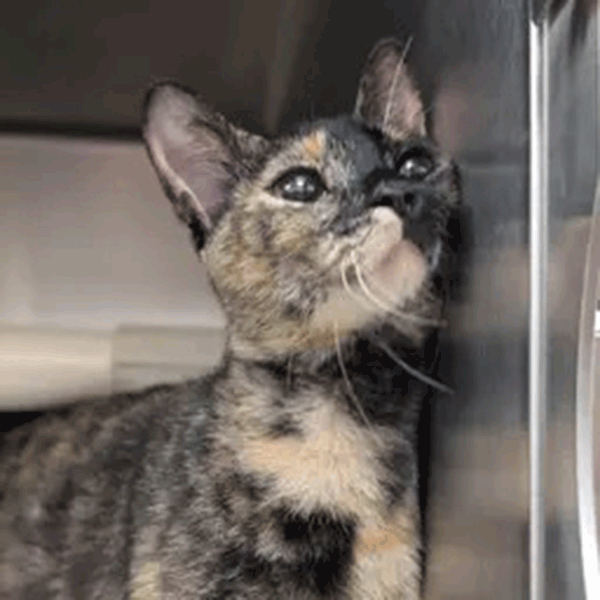 A tortoise shell cat leaning on the side of her metal cage.