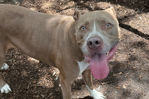 A brown & white dog standing with his tongue hanging out.