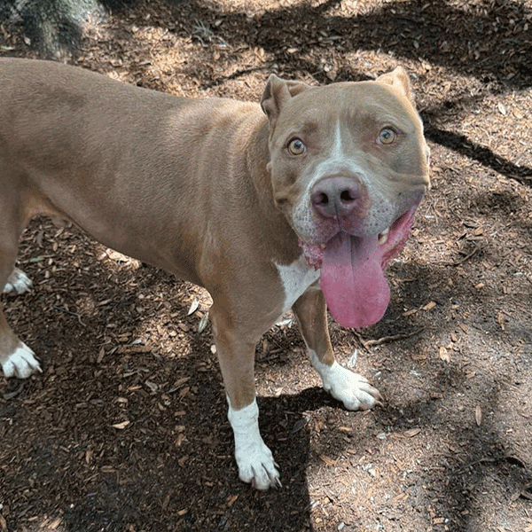 A brown & white dog standing with his tongue hanging out.