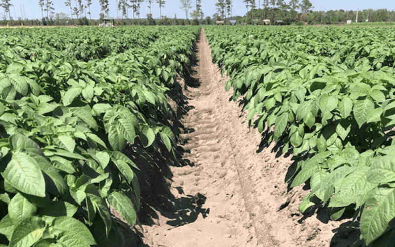 Rows of potatoes