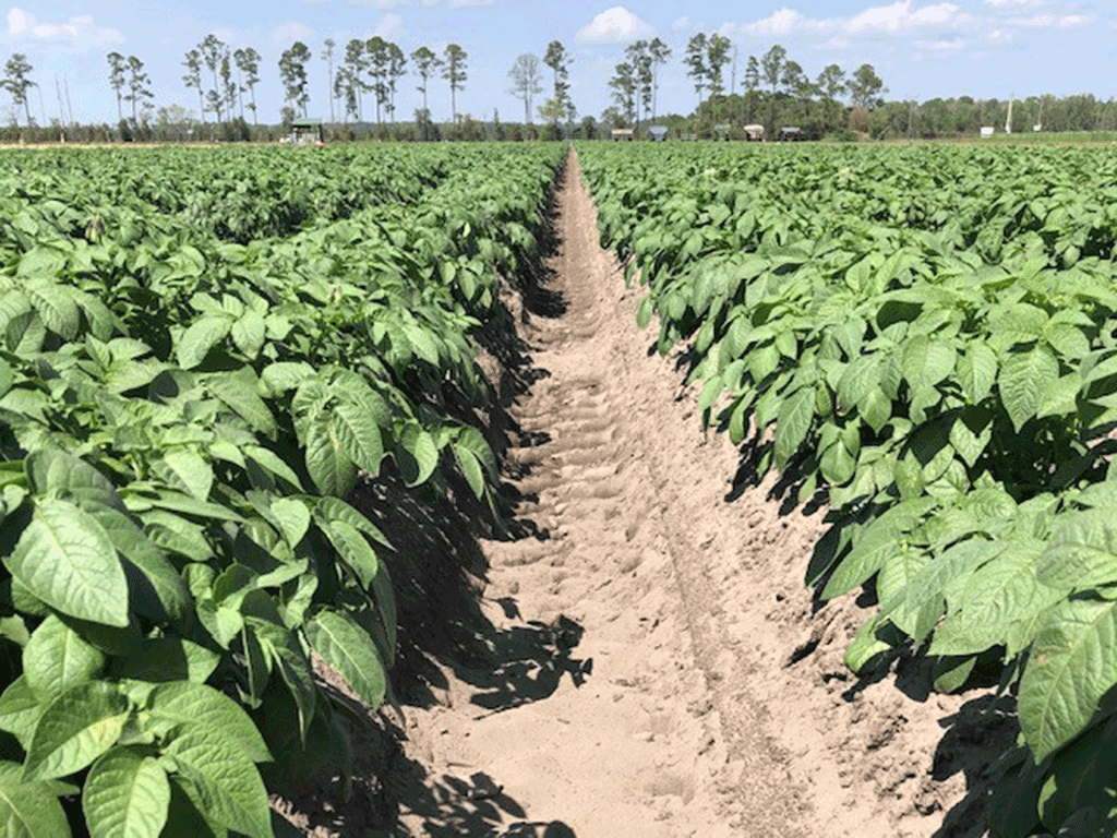 Rows of potatoes