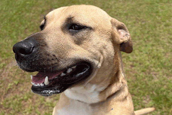 Tan and white dog standing on his hind legs in the grass with a smile on his face.