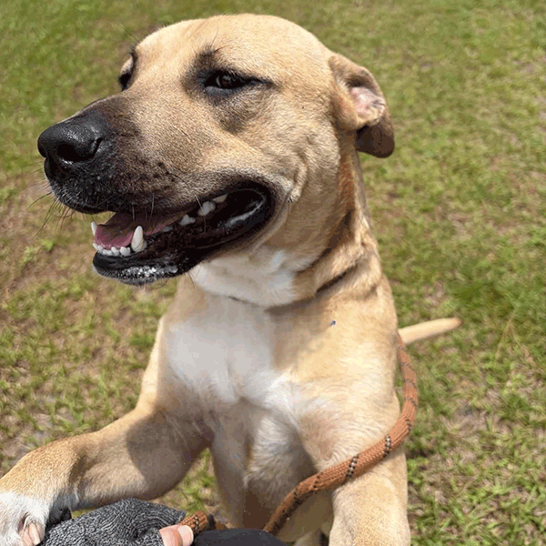 Tan and white dog standing on his hind legs in the grass with a smile on his face.